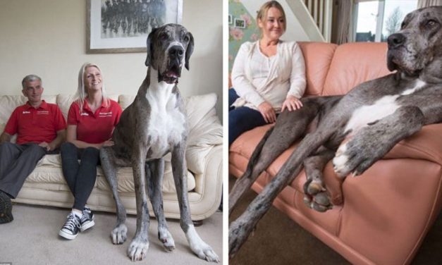 Meet Freddy The Great Dane, The Tallest Dog In The World