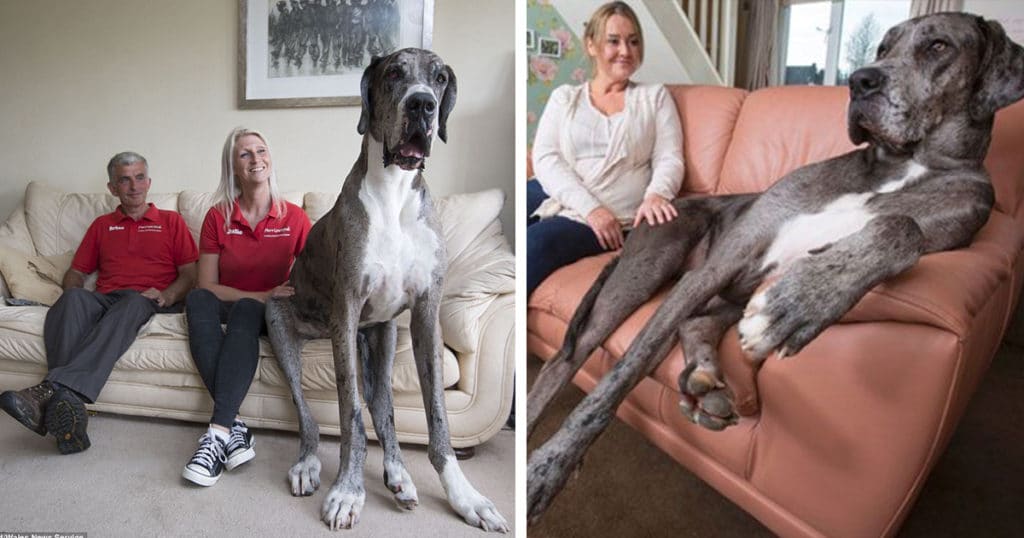 Meet Freddy The Great Dane, The Tallest Dog In The World