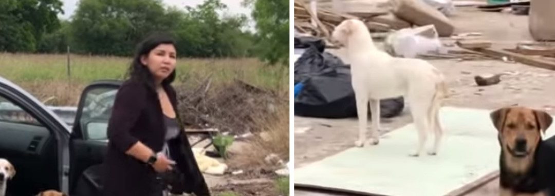 Man Confronts and Films a Woman Which Abandons Four Dogs