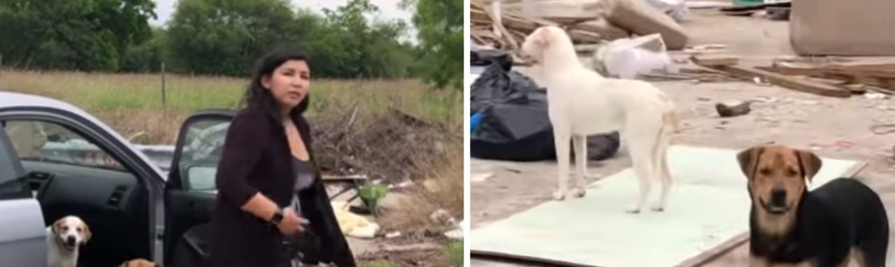 Man Confronts and Films a Woman Which Abandons Four Dogs