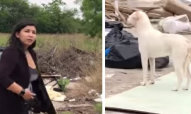 Man Confronts and Films a Woman Which Abandons Four Dogs