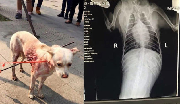Puppy Shows Miraculous Recovery After Being Shot Twice With Arrows By Hunter