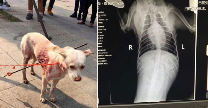 Puppy Shows Miraculous Recovery After Being Shot Twice With Arrows By Hunter