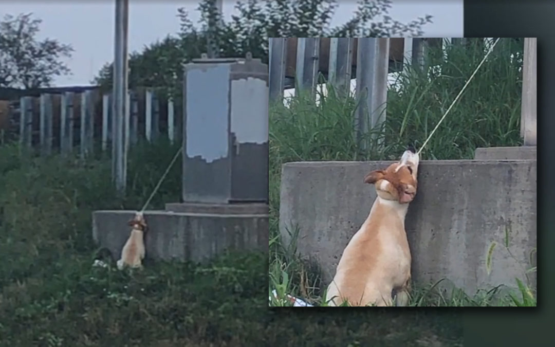 Commuter Stops His Car After Spotting Dog ‘Hanging’ From a Power Box Struggling to Breathe