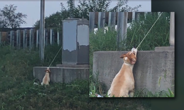 Commuter Stops His Car After Spotting Dog ‘Hanging’ From a Power Box Struggling to Breathe