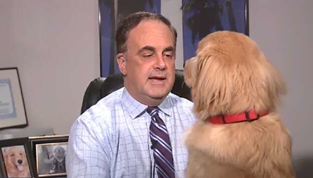 Watch: Golden Retriever Barges Into A Weather Forecast For A Belly Rub And We’re Loving It