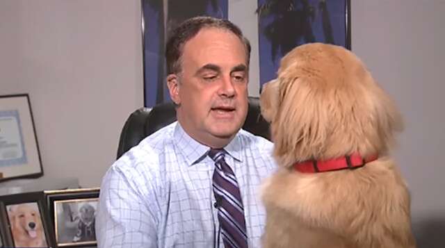 Watch: Golden Retriever Barges Into A Weather Forecast For A Belly Rub And We’re Loving It