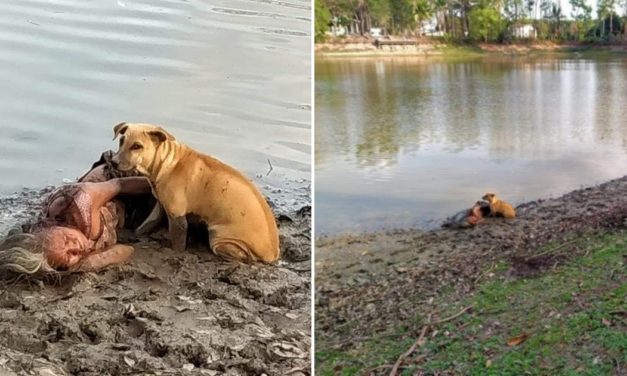 Elderly Woman Found Laying By The River Together With 2 Stray Dogs Who Protected Her