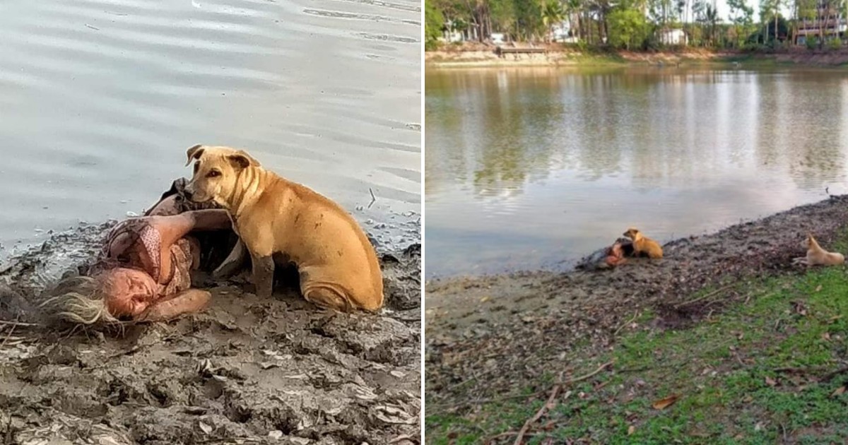 Elderly Woman Found Laying By The River Together With 2 Stray Dogs Who Protected Her