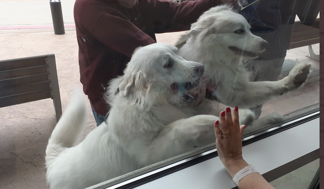 Hospitalized Woman Gets A Surprise Social-Distanced Visit From Her Therapy Dogs