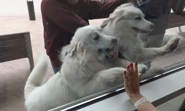Hospitalized Woman Gets A Surprise Social-Distanced Visit From Her Therapy Dogs