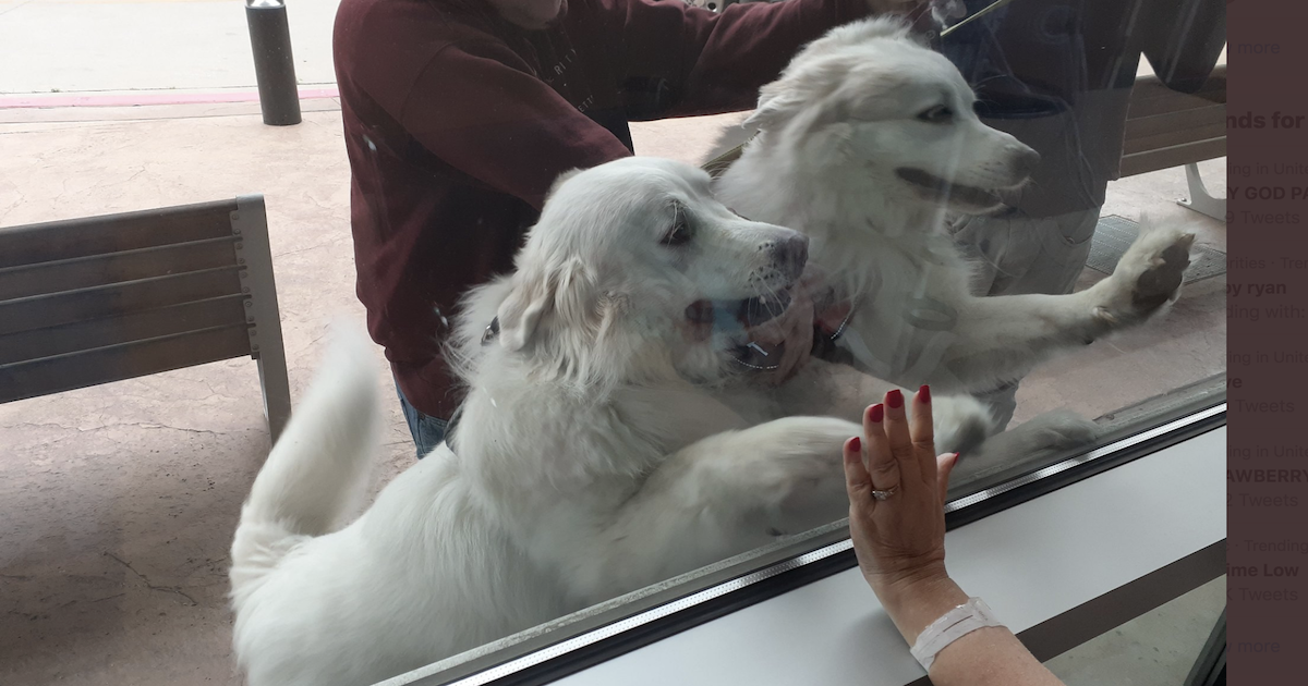 Hospitalized Woman Gets A Surprise Social-Distanced Visit From Her Therapy Dogs