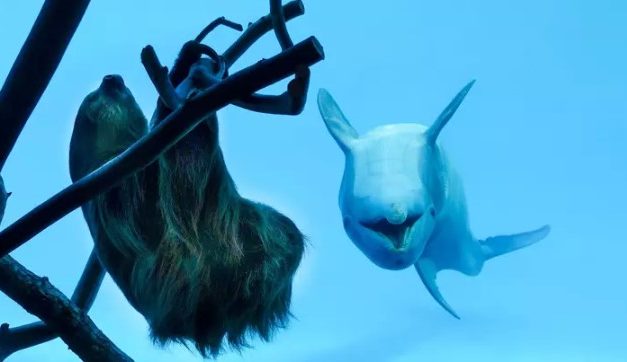 Dolphins Reaction When He Saw a Sloth is Priceless