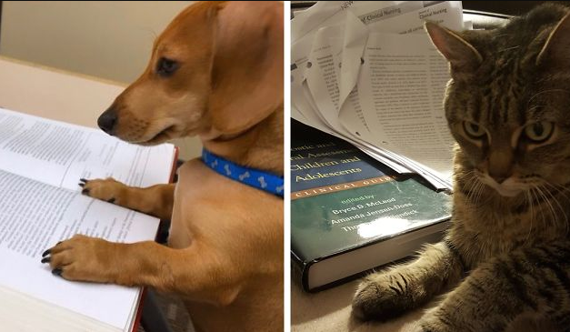 Professor Starts The Most Adorable Twitter Trend – Pets Doing Homework