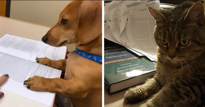 Professor Starts The Most Adorable Twitter Trend – Pets Doing Homework