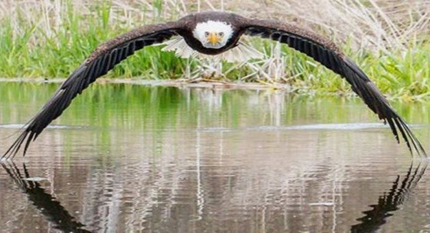 Photographer Captures The Perfect Shot Of Stunning Bald Eagle