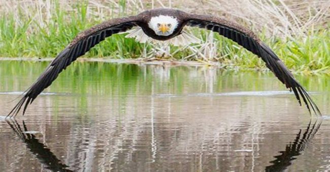 Photographer Captures The Perfect Shot Of Stunning Bald Eagle