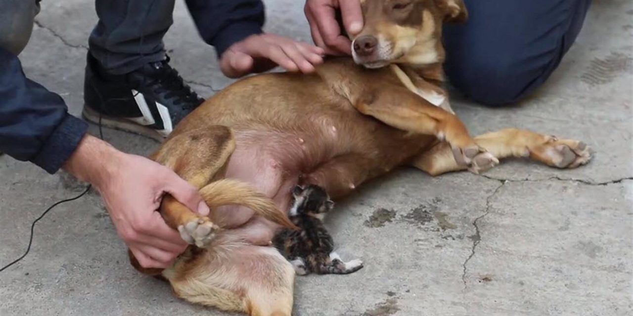 Pregnant Dog Adopts and Feeds Orphaned Baby Kitten Who Lost It’s Mother