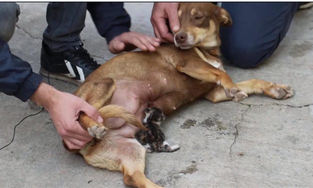 Pregnant Dog Adopts and Feeds Orphaned Baby Kitten Who Lost It’s Mother