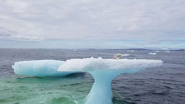 While Sailing, People Saved An Animal Stranded On An Iceberg Few Miles Out At Sea