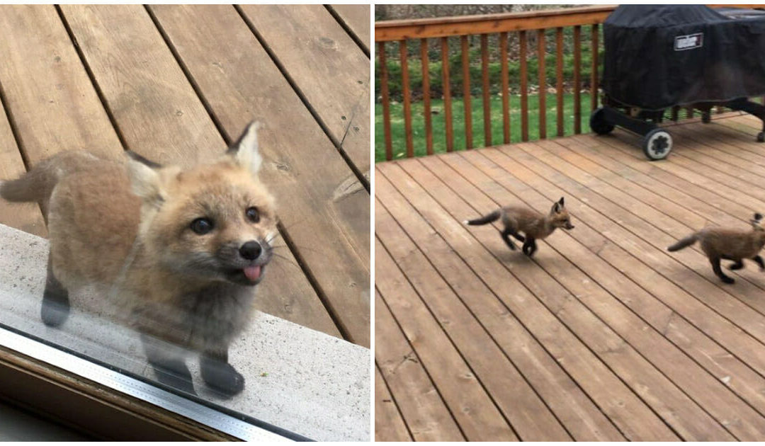 Elderly Woman Finds Adorable Baby Foxes Playing In Hey Backyard