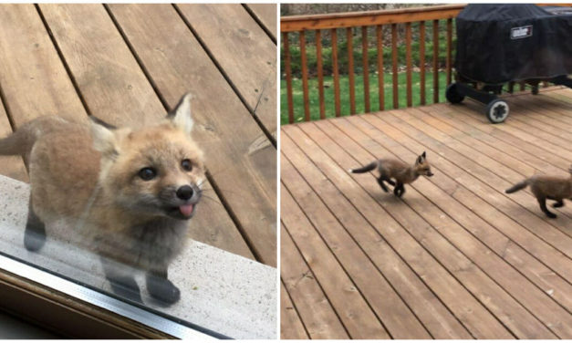 Elderly Woman Finds Adorable Baby Foxes Playing In Hey Backyard