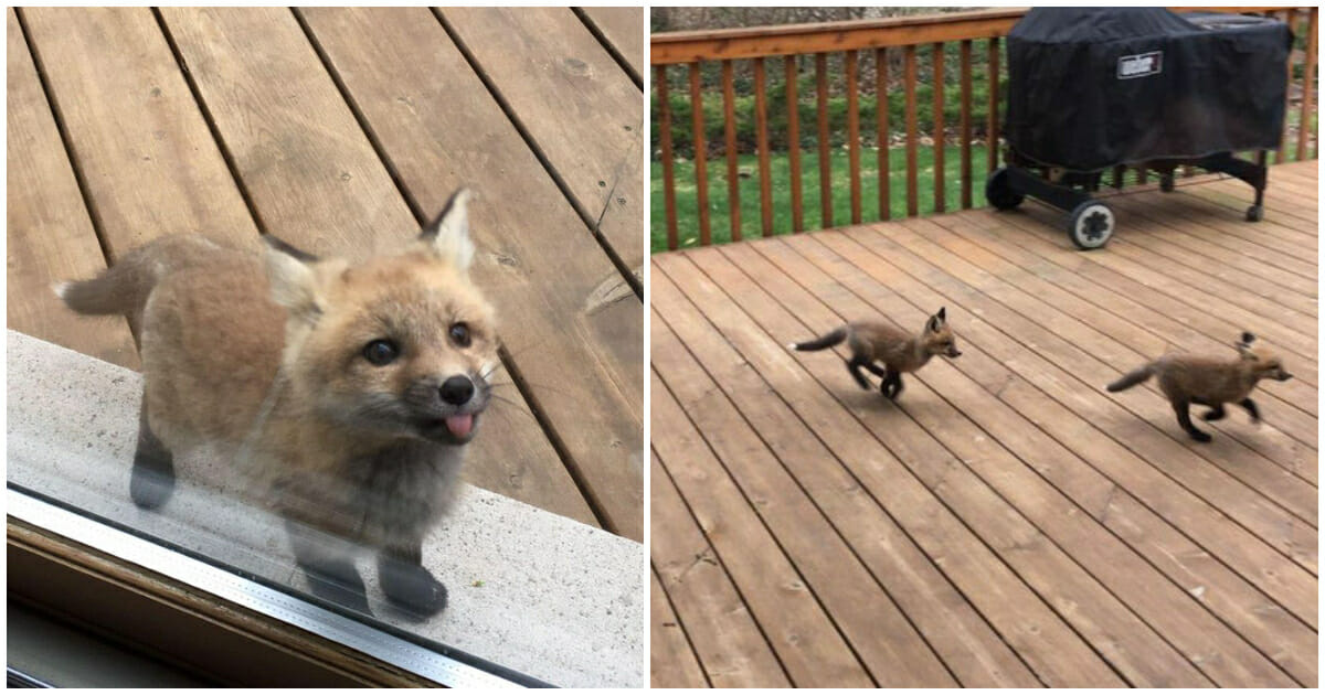 Elderly Woman Finds Adorable Baby Foxes Playing In Hey Backyard