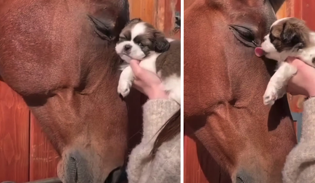 Horse Cuddles With Puppy, Pup Returns The Love With Kisses