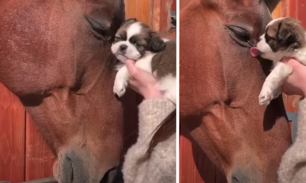Horse Cuddles With Puppy, Pup Returns The Love With Kisses