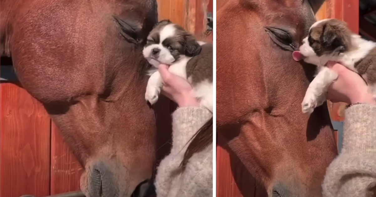 Horse Cuddles With Puppy, Pup Returns The Love With Kisses