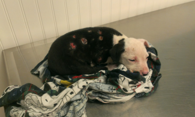 Family Leaves Their Burned Dog After A Housefire, Luckily His Story Doesn’t End Here