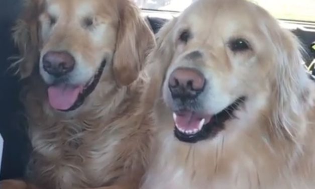 Blind Golden Retriever Gets His Own Guide Dog And Become Best Friends For Life