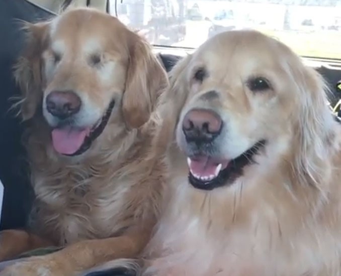Blind Golden Retriever Gets His Own Guide Dog And Become Best Friends For Life