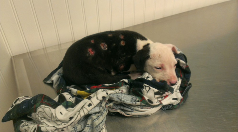 Family Leaves Their Burned Dog After A Housefire, Luckily His Story Doesn’t End Here