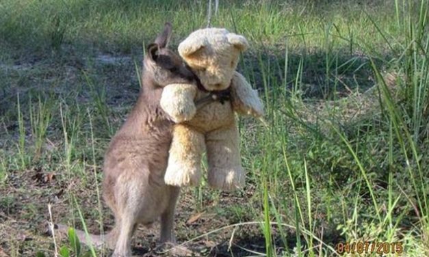 An Orphaned Kangaroo Hugging His Teddy Bear Is Breaking The Internet