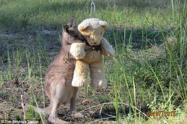 An Orphaned Kangaroo Hugging His Teddy Bear Is Breaking The Internet