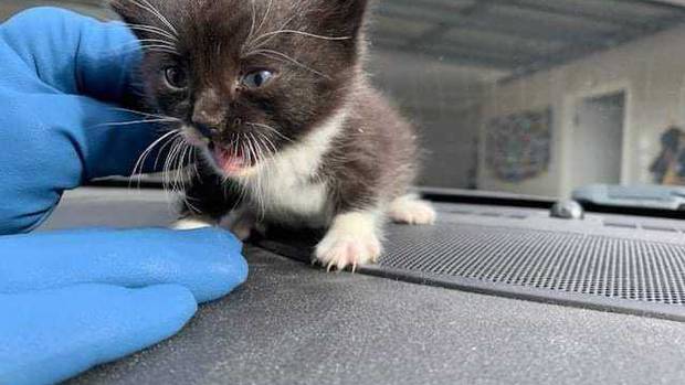 Napier Kitten Gets Police Escort After Being Saved From Bottom of Steep Cliff