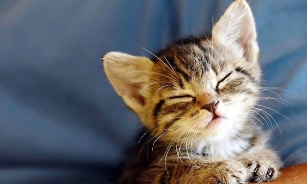 SF Animal Care Is Offering Free Kitten Care For Everyone Who Fosters A Stray