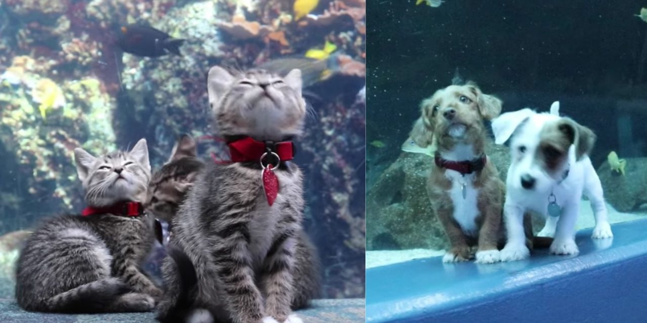 Cute Kittens and Puppies Take Over an Empty Aquarium, And It’s Magical