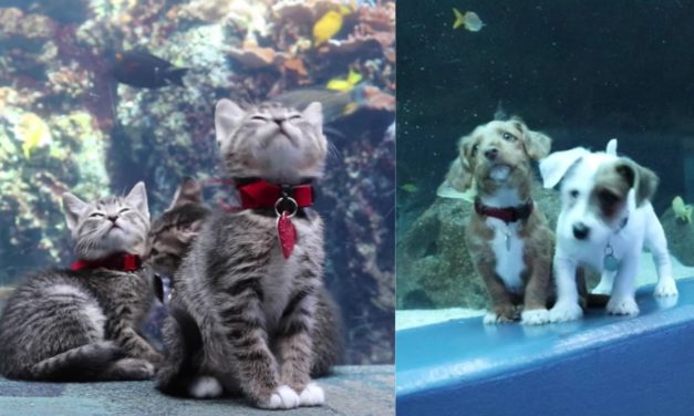 Cute Kittens and Puppies Take Over an Empty Aquarium, And It’s Magical