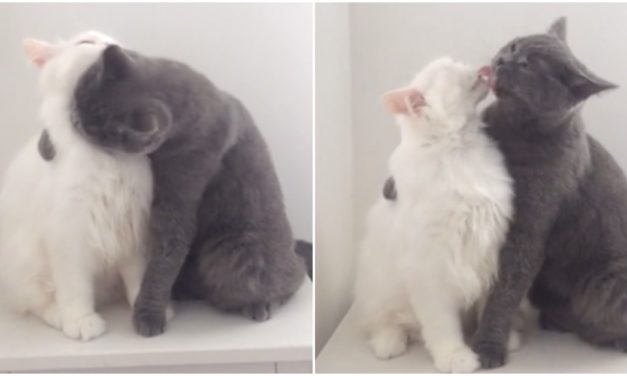 Adorable Cats Can’t Contain The Love They Feel For Each Other After A Few Days Apart