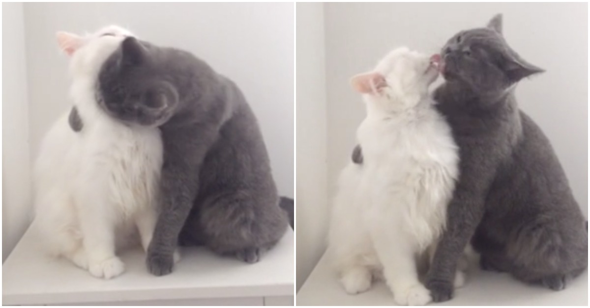 Adorable Cats Can’t Contain The Love They Feel For Each Other After A Few Days Apart