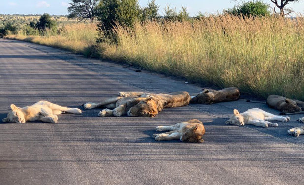 Wild Animals Are Conquering Cities And Streets During Lockdown