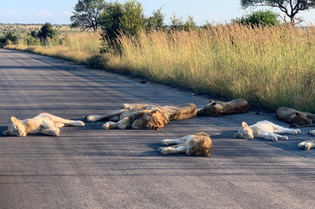 Wild Animals Are Conquering Cities And Streets During Lockdown