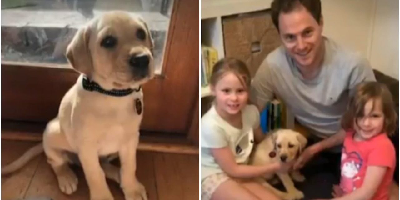 Daisy The Labrador Grabbed From The Family Home Captured On Camera