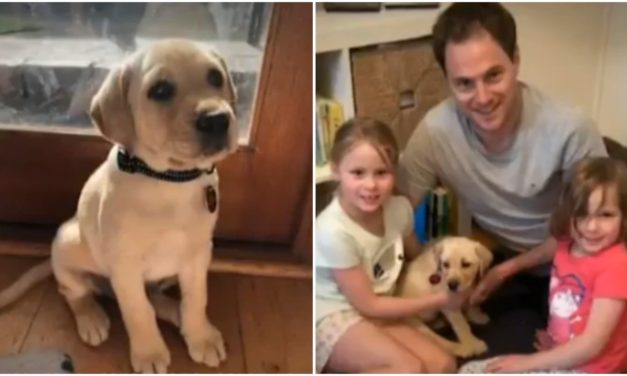 Daisy The Labrador Grabbed From The Family Home Captured On Camera