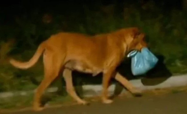 Junkyard Mama Dog Walks 4 Miles Every Night To Get Food For Her Family