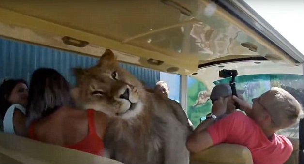 Lion Gets Into a Bus Full of People Because it Wanted to be Petted
