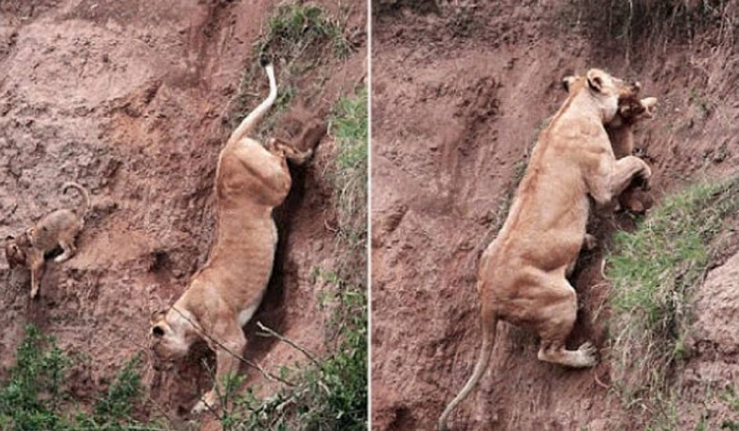 Mama Lion Risks Her Life To Save Her Baby Trapped On A Cliff