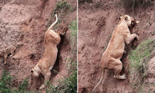 Mama Lion Risks Her Life To Save Her Baby Trapped On A Cliff